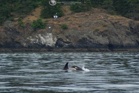 Orca swimming
