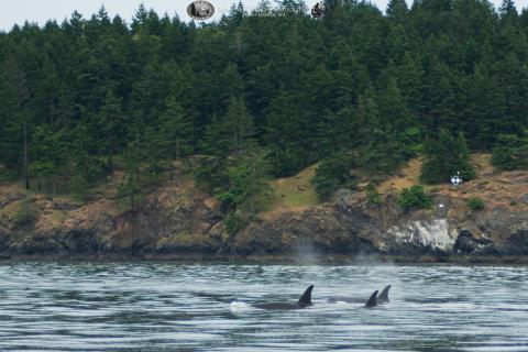 Transient orcas swim alongside Orcas Island