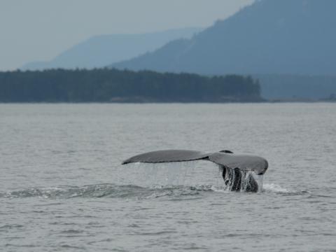 Humpback Whale showing tail before diving for food