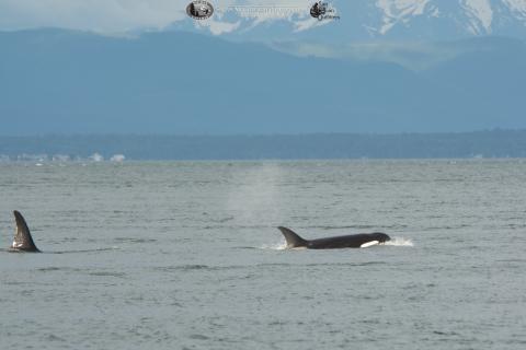 A Killer whale swims near the San Juan Islands