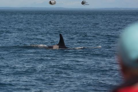 Whale watching on M/V Kestrel