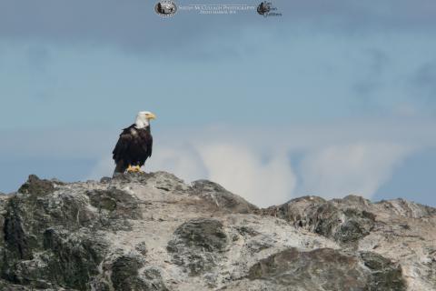 Bald Eagle on Whale Rocks