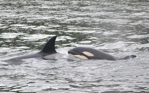 Transient killer whale calf