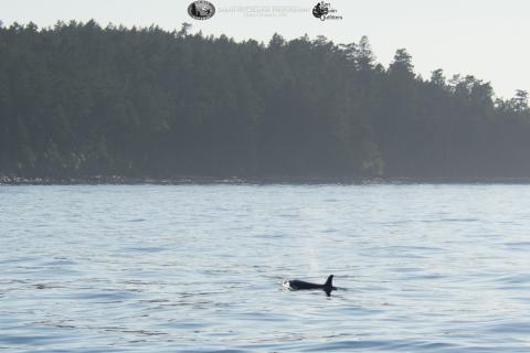 Orca in the sunlight