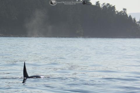 A transient orca swims near the San Juan Islands