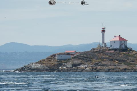 Killer whale visiting Trial Island Lighthouse Orca whale in Canadian waters