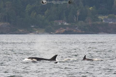 Orca swimming