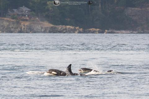 whales whales whales whales