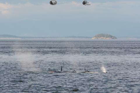 Bigg's killer whales feasts on sea lion