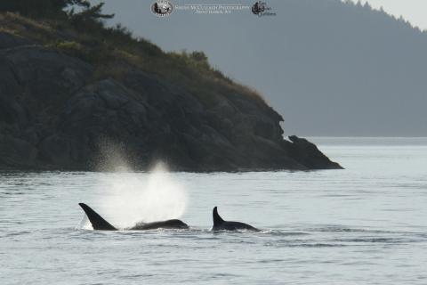 A mother transient killer whale and her calf