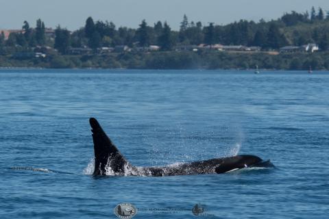 T46D Transient killer whale