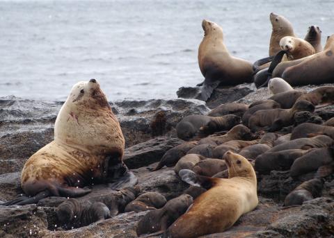 Sea Lions near Whale Rocks Steller's Sea Lions Around San Juan Island