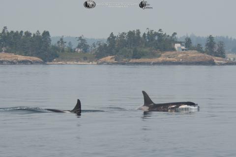 L Pod Orcas