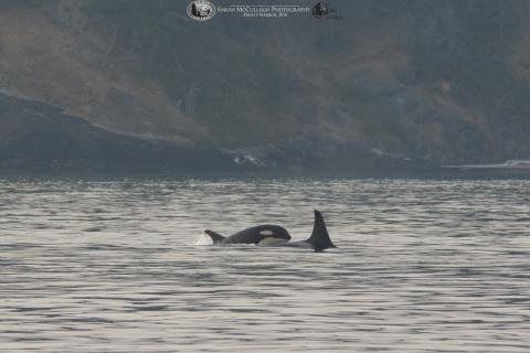 Killer Whales north of Friday Harbor, San Juan Island