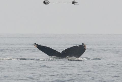 Humpback Whale BCX1057 "Divot" BCX1057 "Divot"