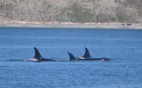 A resting group of Southern Resident Killer Whales