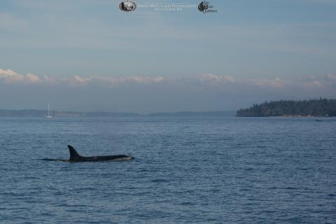 Southern Resident Killer Whales