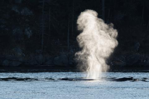 Humpback whale exhalation