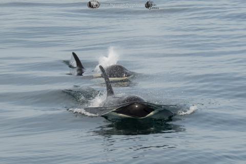 Pair of orcas approaching whale watch vessel near San Juan Island