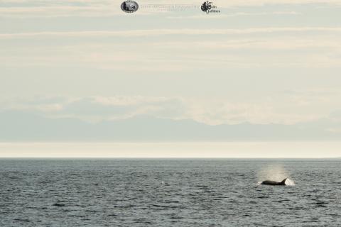 whale whale