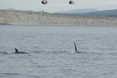 Foraging Southern Resident killer whales