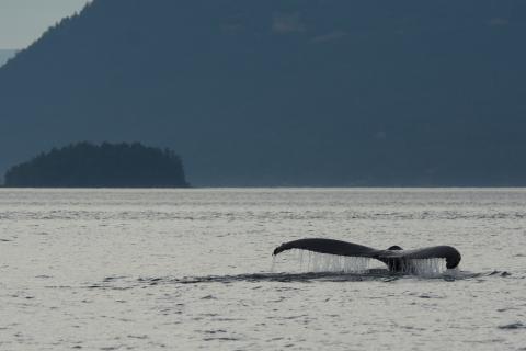 Humpback whale