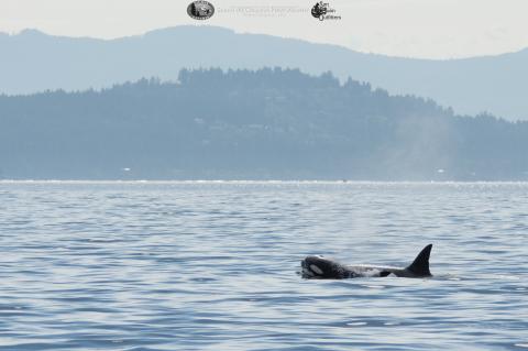 Orca Calf