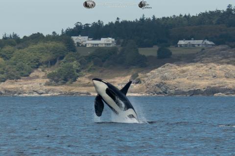 orca breaching near San Juan Island