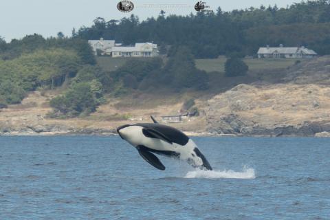 L87 Onyx breaches near San Juan Island