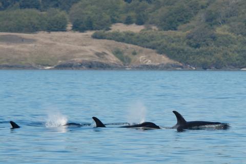 Southern Resident killer whales (2017) Southern Resident killer whales (2017)