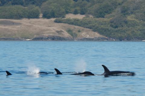 Southern Resident killer whales (2017)