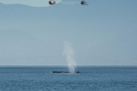 Humpback whale surfacing in front of the Olympic Peninsula