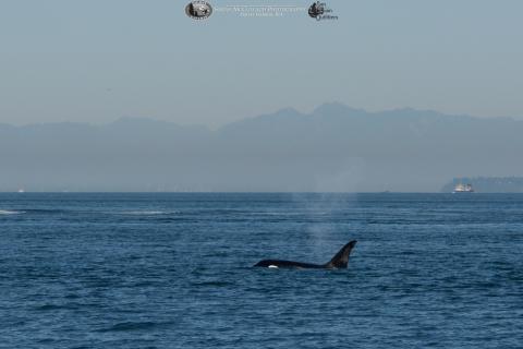 Transient Killer Whale Transient killer whale
