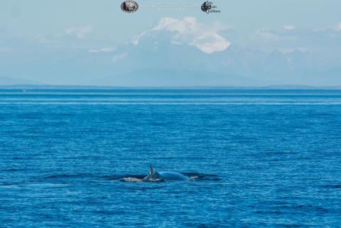 Humpback whale and Mt. Baker