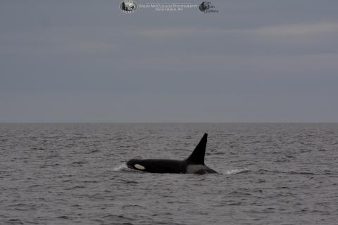 Transient Killer Whale T087