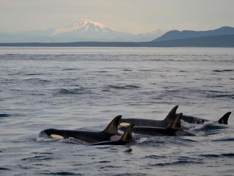 Bigg's Killer Whales Traveling through the Salish Sea Transient Orcas and Mount Baker