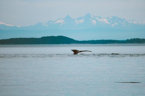 Humpback Whale Humpback Whale