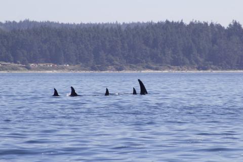 Bigg's Orcas