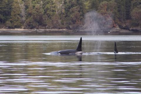 2 male Bigg's Orcas