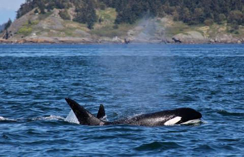 Killer Whales Surround San Juan Island!