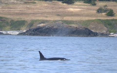 L94 Calypso surfacing at San Juan Island