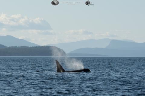 Transient Killer Whale T123A