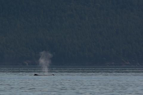 Humpback whale exhalation Humpback whale exhalation