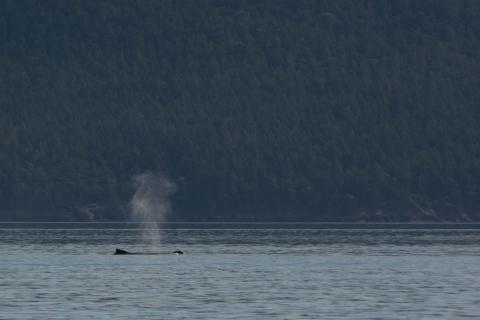 Humpback whale exhalation