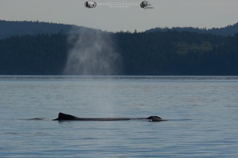 Humpback Whale Humpback Whale
