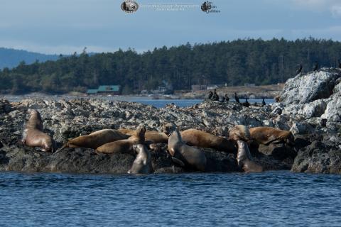 sea lions on whale rocks with seagulls