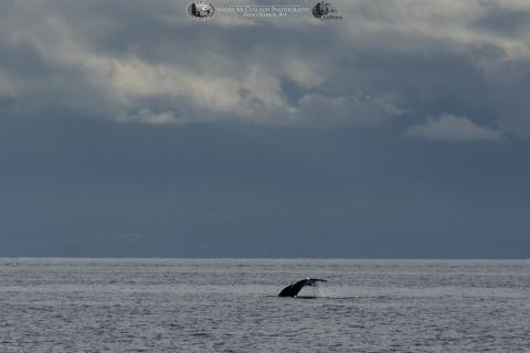 Humpback Whale