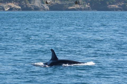 Southern Resident Killer Whale