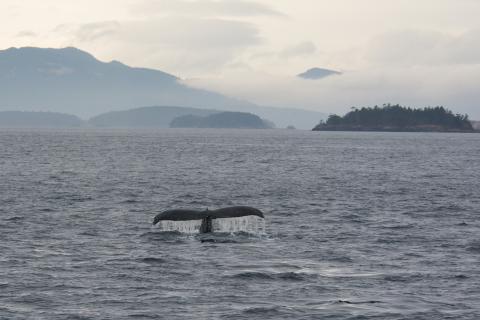 Humpback whale in autumn