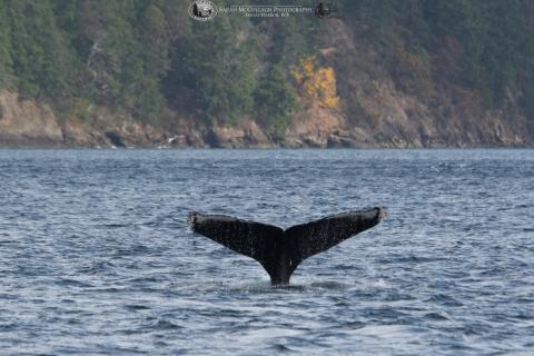 Humpback Whale MMY0024